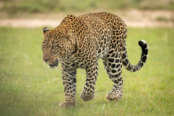 Male macan tutul berjalan di rumput mengangkat kaki — Stok Foto