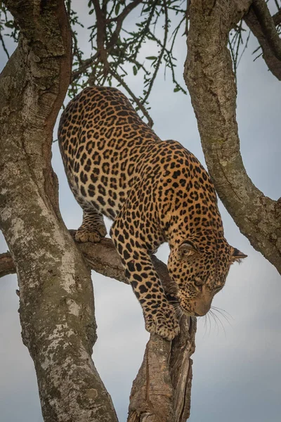 Αρσενική λεοπάρδαλη περπατά κάτω κλαδί δέντρου — Φωτογραφία Αρχείου