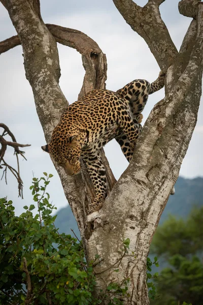 Чоловік леопард стоїть на дереві, дивлячись вниз — стокове фото