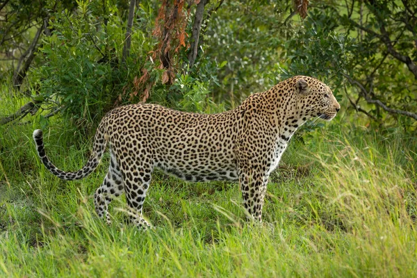 Leopardo masculino fica na grama no perfil — Fotografia de Stock