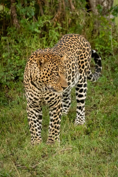 Maschio leopardo stand by albero guardando a destra — Foto Stock