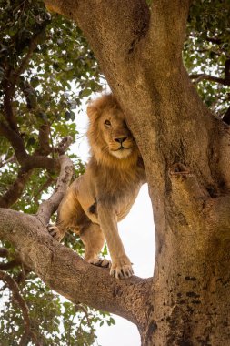 Erkek aslan peekaboo oynarken şube üzerinde duruyor