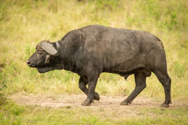Çamurlu Cape buffalo kısa çim üzerinde yürüyor