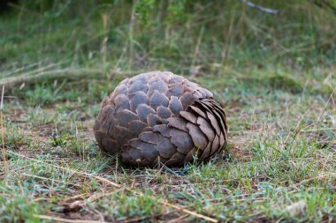 Pangolin kısa çim üzerinde topa yuvarlandı