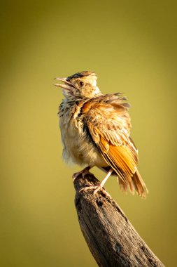 Ölü dal açma gagası üzerinde kırmızı kanatlı toygar