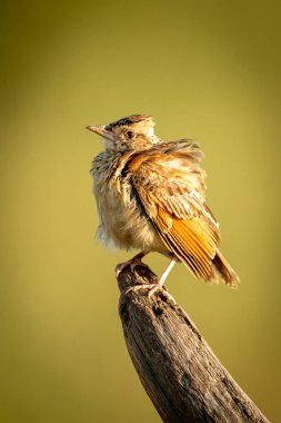Kırmızı kanatlı toygar ölü dalı üzerinde catchlight ile