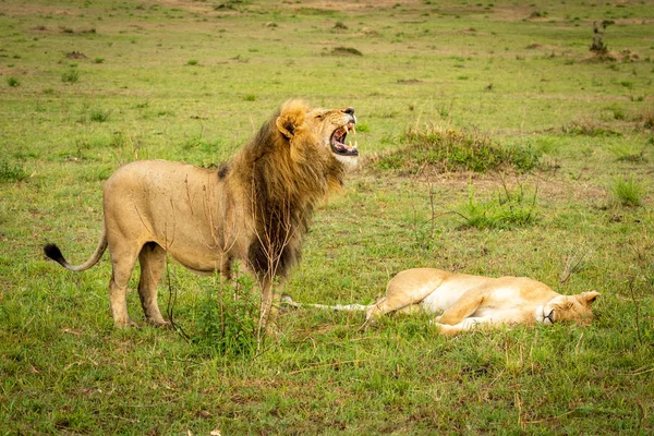 Мужчина лев обнажает зубы, стоя над львицей — стоковое фото