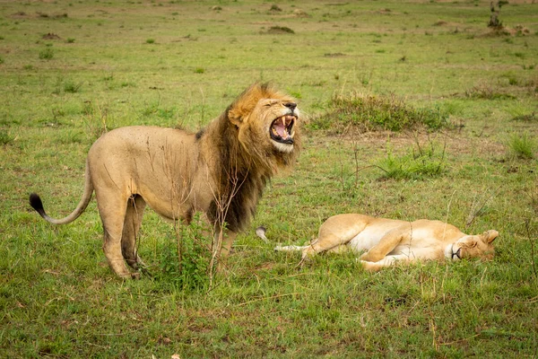 Лев обнажает зубы, стоя рядом со львицей. — стоковое фото
