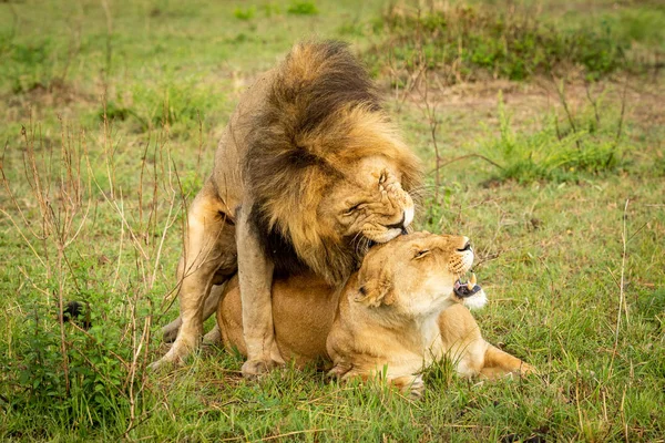 Löwenmännchen beißt Löwin bei Paarung im Gras — Stockfoto