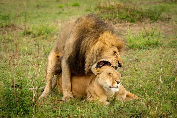 Macho león muerde hembra apareamiento en hierba —  Fotos de Stock