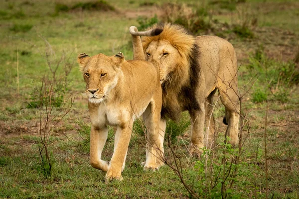 Male lion follows lioness sniffing her rear