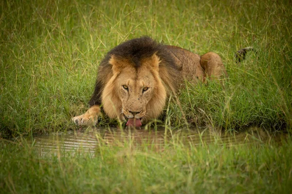 Macho león mentiras bebiendo de agua agujero —  Fotos de Stock