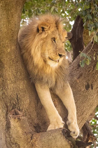 Löwenmännchen liegt im Baum und schaut nach rechts — Stockfoto