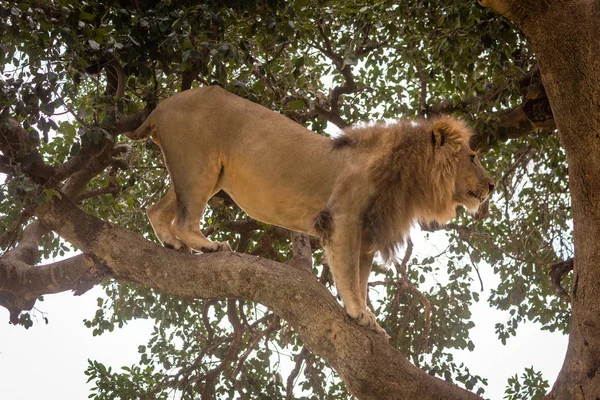 Męski lew stoi w profilu na gałęzi — Zdjęcie stockowe