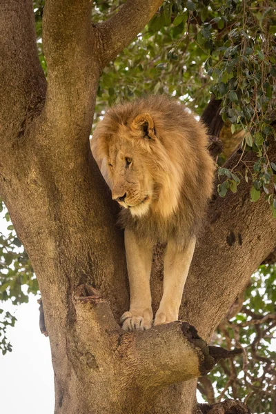 Męski lew stoi w drzewo patrząc w dół — Zdjęcie stockowe