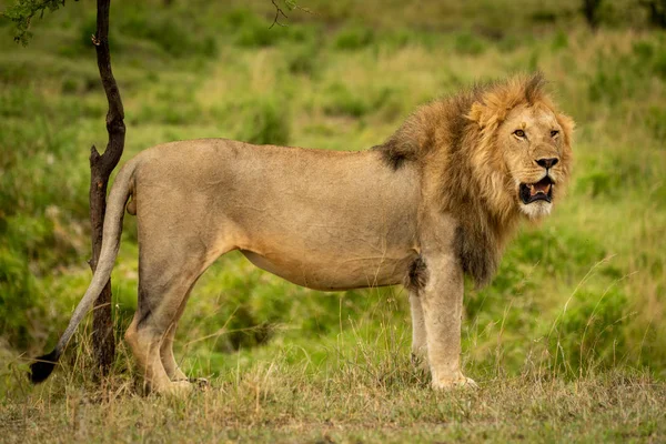 Macho león stands por árbol girando cabeza — Foto de Stock