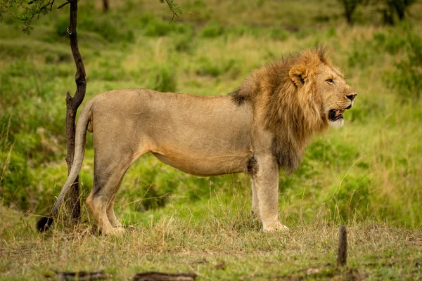 Löwenmännchen steht im Profil am Baum — Stockfoto