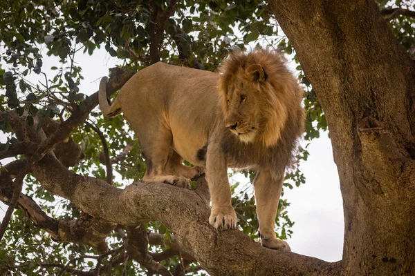 Męski lew stoi patrząc w dół z gałąź — Zdjęcie stockowe