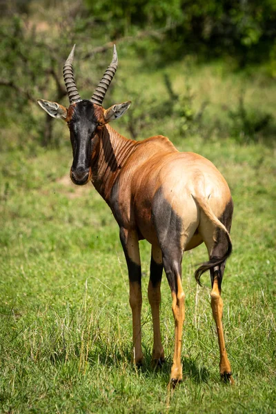 Männchen topi steht im Gras und schaut sich um — Stockfoto