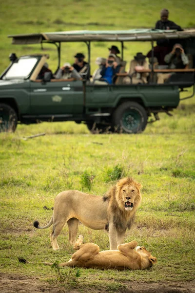 Mannelijke leeuw staat in de buurt van leeuwin in de buurt van truck — Stockfoto
