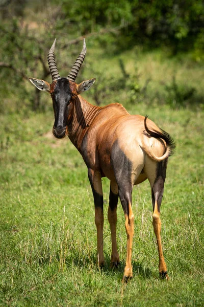 Männchen topi steht im Gras und blickt zurück — Stockfoto