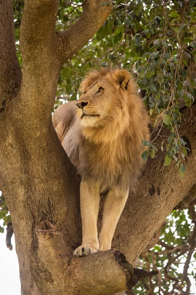 León macho se para en el árbol mirando hacia arriba — Foto de Stock