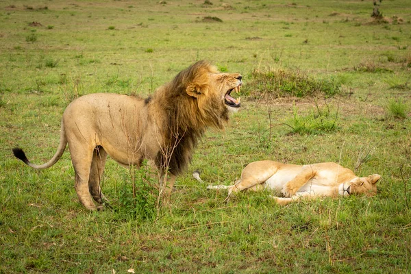 El león macho se para sobre la leona desnudando dientes —  Fotos de Stock