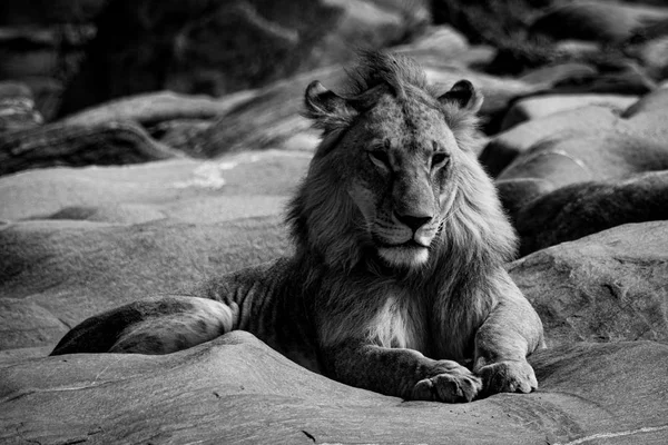 Mono young male lion lies on rocks — Stock Photo, Image