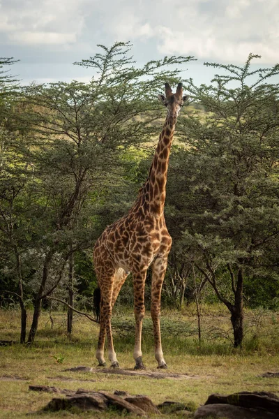 Masai girafa fica perto de árvores assistindo câmera — Fotografia de Stock