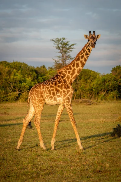 Girafe Masai marche à travers l'herbe à l'aube — Photo