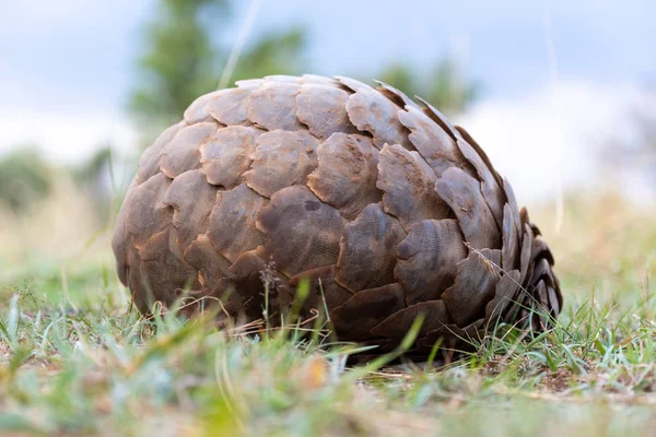 Pangolin lies on grass rolled into ball — Stock Photo, Image