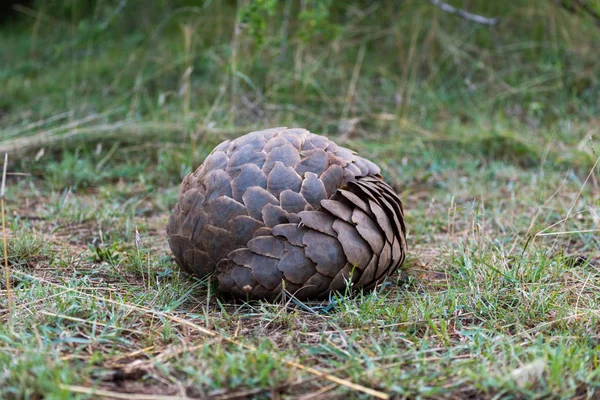 Pangolin rolled into ball on short grass — Stock Photo, Image