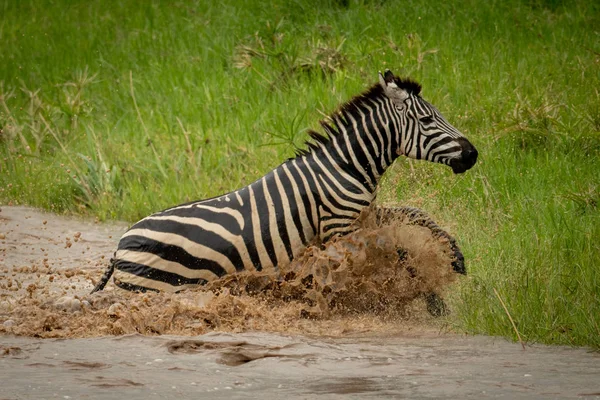 Plains zebra jumps from river onto grass