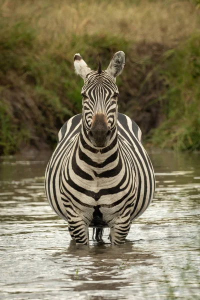 Zebra stoi w kamery z widokiem na basen — Zdjęcie stockowe