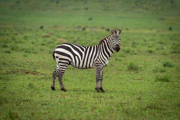 Zebra steht im Gras und beobachtet Kamera — Stockfoto