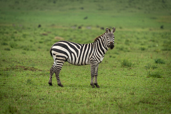 Plains zebra stands in grass watching camera