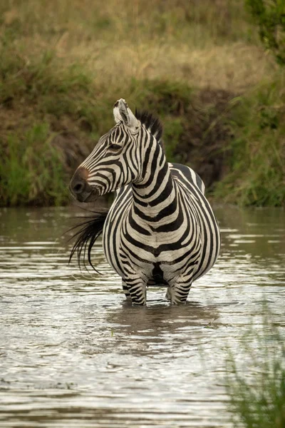 Pianure zebra sta in acqua girando la testa — Foto Stock