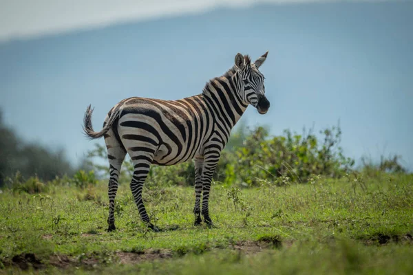 Zebra steht am Horizont vor Kamera — Stockfoto