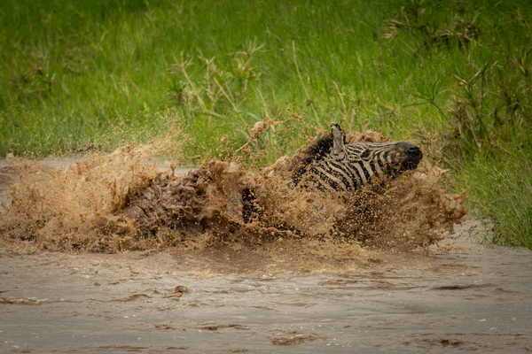 Zebra planícies luta para margem do rio em spray — Fotografia de Stock