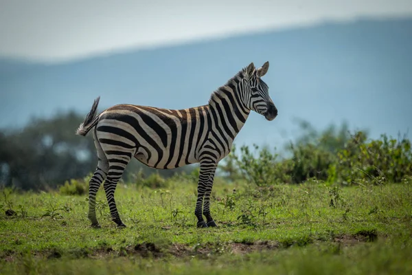 Zebra równiny stoi na horyzoncie oglądania kamery — Zdjęcie stockowe