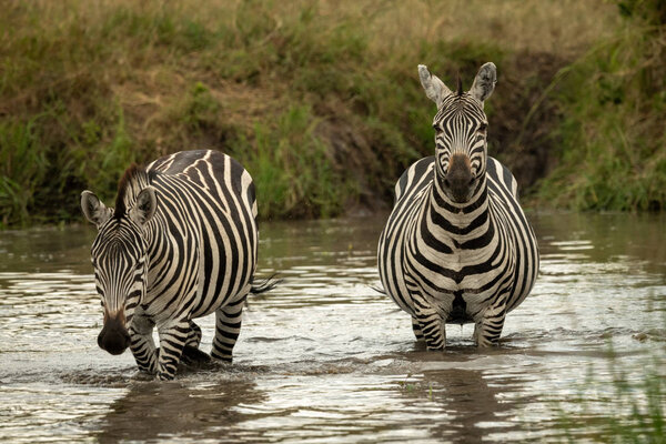 Plains zebra walks past another in pool