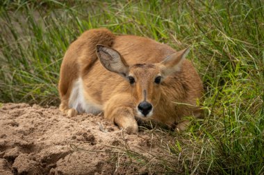 Reedbuck kameraya bakarak kum üzerinde yatıyor