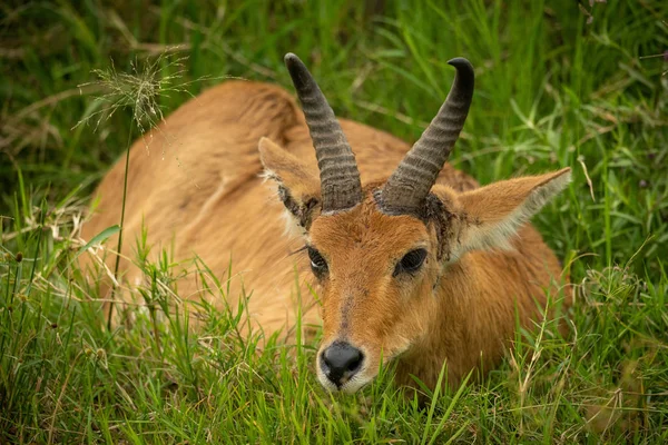 Reedbuck lies in long grass lowering head — Stock Photo, Image