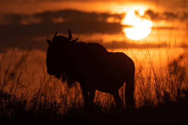 Silhouette of blue wildebeest under setting sun — Stock Photo, Image