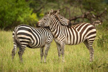 İki düzlükte zebra birbirine yaslanır.