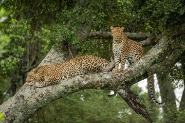 İki leopar oturup dal üzerinde uzanır.