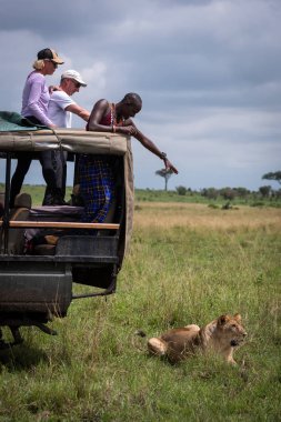 Kamyondaki turistler çimenlerde dişi aslan izle