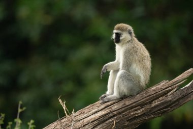Vervet maymun uğrama profilinde oturur