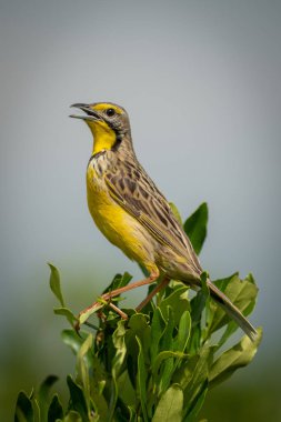 Sarı boğazlı longclaw çalı açılış gagası tünemiş