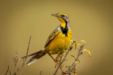 Sarı boğazlı uzun pençe dalı baş dönüm tünek